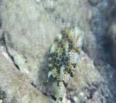 Acanthostracion polygonium