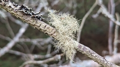 Usnea