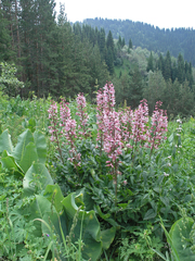 Dictamnus angustifolius