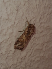Spodoptera