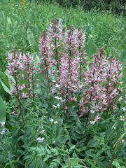 Dictamnus angustifolius