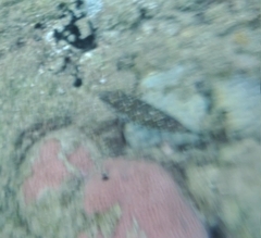 Sphoeroides spengleri