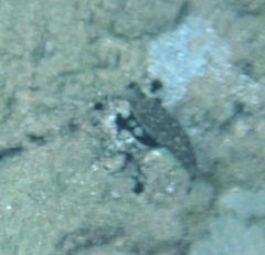 Sphoeroides spengleri