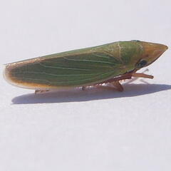 Draeculacephala antica