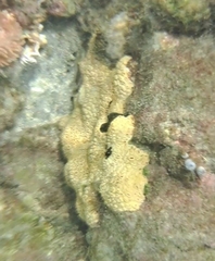 Palythoa caribaeorum