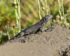 Liolaemus buergeri