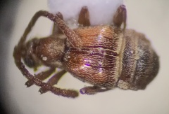 Pselaphinae
