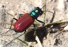 Cicindela scutellaris scutellaris