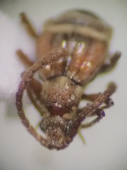 Pselaphinae