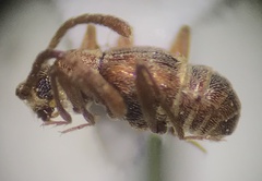 Pselaphinae