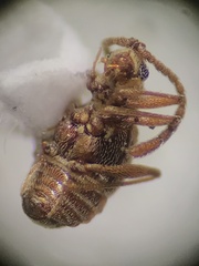 Pselaphinae