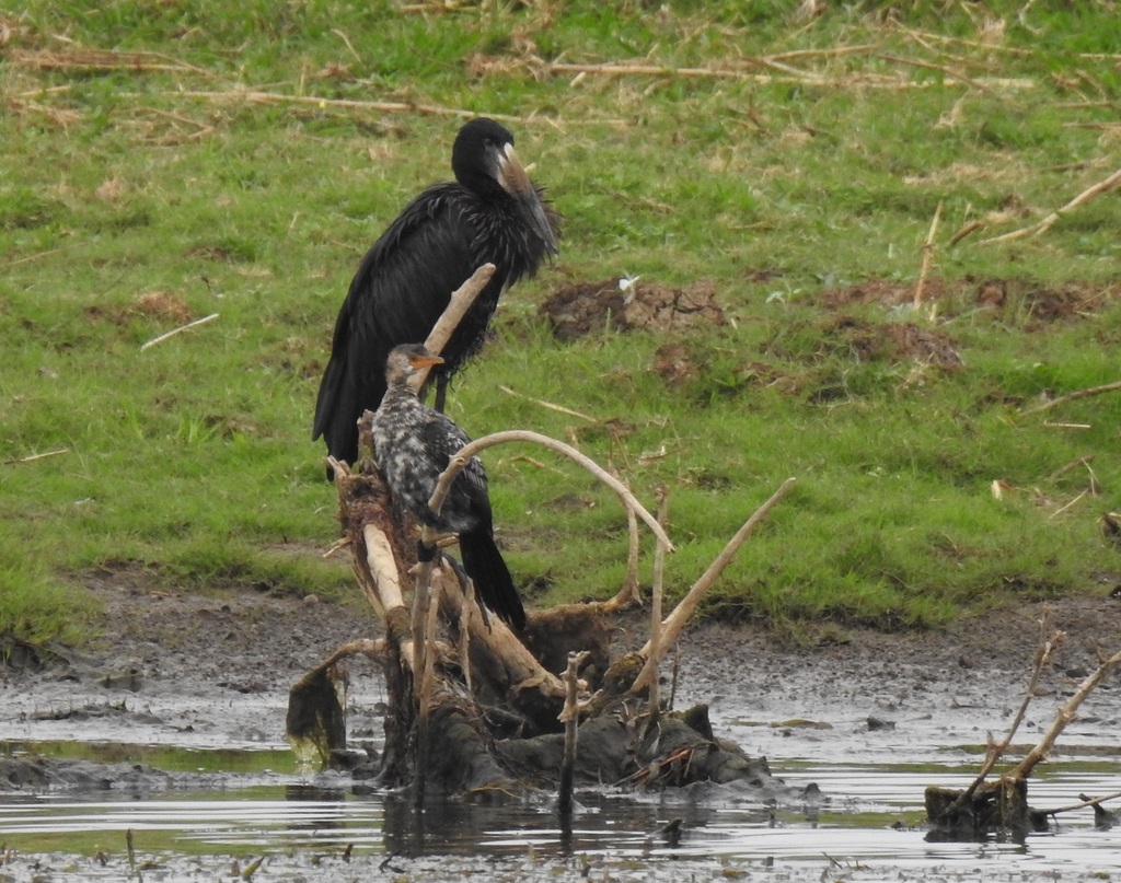 African Openbill from Zululand District Municipality, South Africa on ...