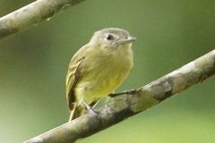 Tolmomyias sulphurescens
