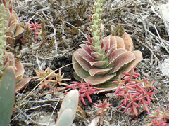 Crassula capitella capitella