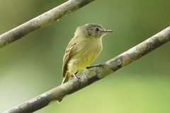 Tolmomyias sulphurescens