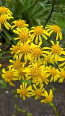Senecio brasiliensis