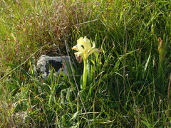 Iris pseudopumila