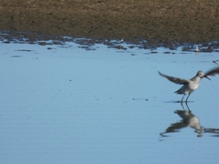 Calidris melanotos