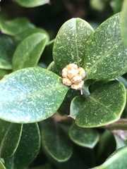 Eurytetranychus buxi