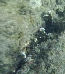 Millepora complanata