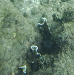 Millepora complanata