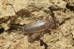 Eumodicogryllus bordigalensis