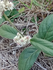 Pfaffia tuberosa