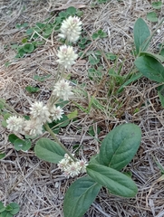 Pfaffia tuberosa