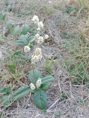 Pfaffia tuberosa
