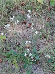 Pfaffia tuberosa
