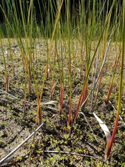 Juncus militaris
