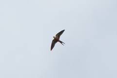 Cecropis senegalensis