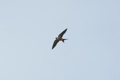 Cecropis senegalensis