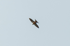 Cecropis senegalensis