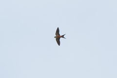 Cecropis senegalensis