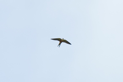 Cecropis senegalensis