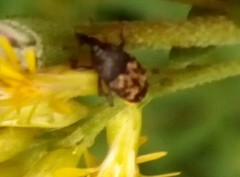 Glyptobaris lecontei