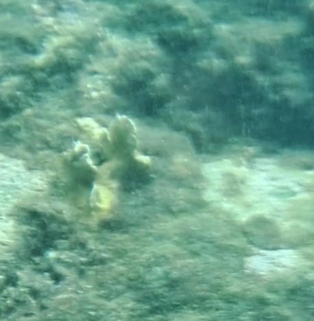 Fire Coral
