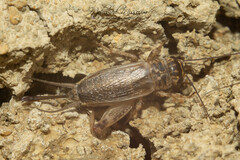 Eumodicogryllus bordigalensis