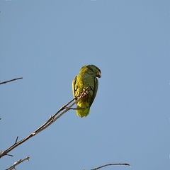 Amazona finschi