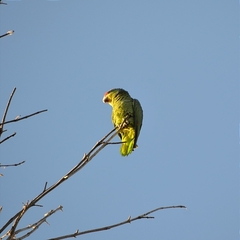 Amazona finschi