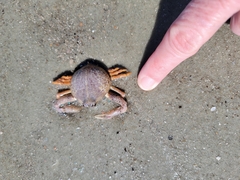 Persephona aquilonaris