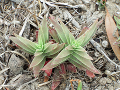 Crassula capitella thyrsiflora