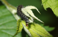 Aphelia ferrugana