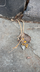 Solanum carolinense