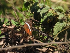 Anartia fatima colima