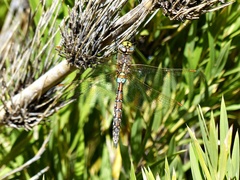 Rhionaeschna diffinis