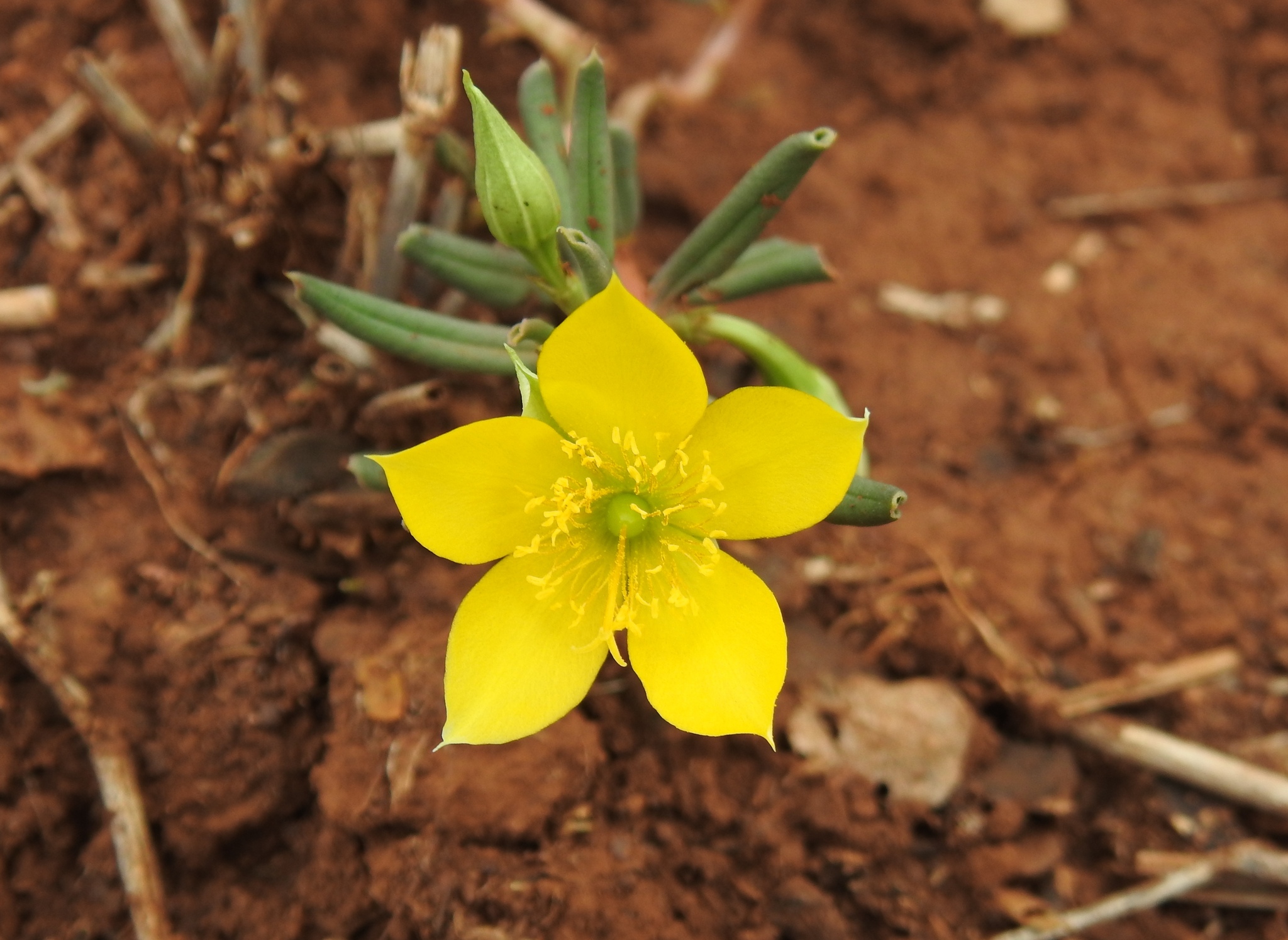 Talinum afrum