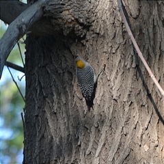 Melanerpes aurifrons