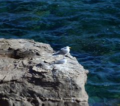 Larus michahellis michahellis